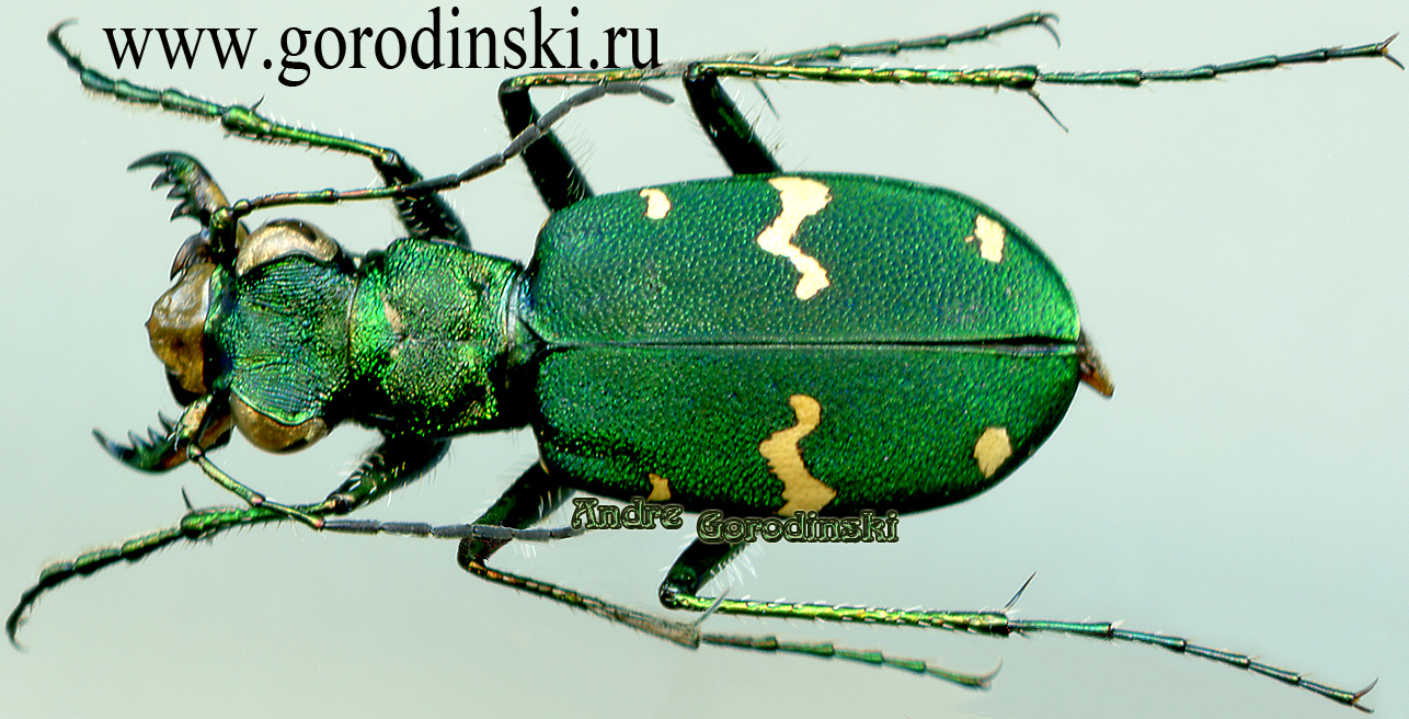 http://www.gorodinski.ru/cicindela/Cicindela sachalinensis kanssuensis.jpg